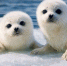 196f3fb61be83269599846768bf12238be6458bc.jpeg - Primorye24.Ru