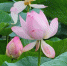f6ba854b3c92b32f5ddbfdb1cc085ec16bc7f300.jpeg - Primorye24.Ru