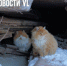 Выходные во Владивостоке будут холодными и с северным ветром - NewsVl.Ru
