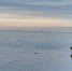 20a22743cbcc0d3e6599725aff77e22c7b229714.jpeg - Primorye24.Ru