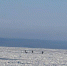 e16d6cdf7cd60254bacc25b6b4a5741198e7de21.jpeg - Primorye24.Ru