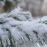 16707a46ccbb5332f37bf9ce4d954889f6a04f16.jpeg - Primorye24.Ru