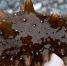 9g5vndonxwh8n3d8m09see0phpq52dos.jpeg - Primorye24.Ru