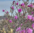 8a6qnpi2zk4itgamowca85kbpo1lbhbb.jpg - Primorye24.Ru