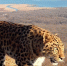 Леопард_без_имени (1).JPG - Primorye24.Ru