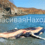 Фото: скриншот Красивая Находка | Тушу кита выбросило на берег в Находке - PrimPress.Ru