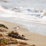 zdkq3kxnp8uuuskhf9695qgf1rhz4fdz.jpg - Primorye24.Ru